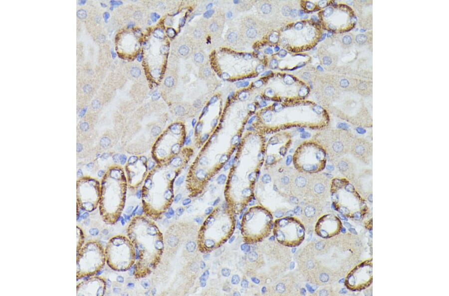 Immunohistochemistry - Anti-Lactoferrin Antibody (A91203) - Antibodies.com