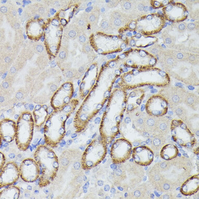 Immunohistochemistry - Anti-Lactoferrin Antibody (A91203) - Antibodies.com