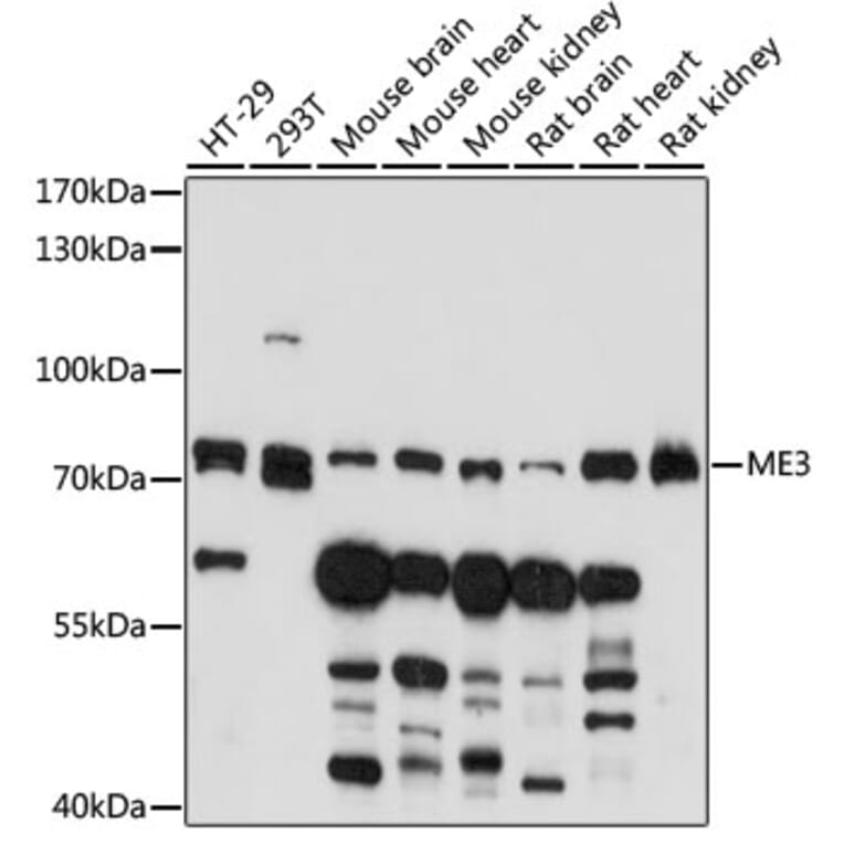 Western Blot - Anti-ME3 Antibody (A91204) - Antibodies.com