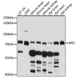 Western Blot - Anti-ME3 Antibody (A91204) - Antibodies.com