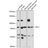 Western Blot - Anti-DLL1 Antibody (A91205) - Antibodies.com