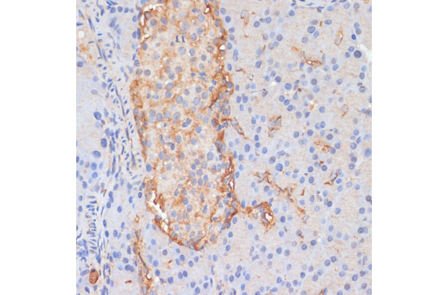 Immunohistochemistry - Anti-DLL1 Antibody (A91205) - Antibodies.com