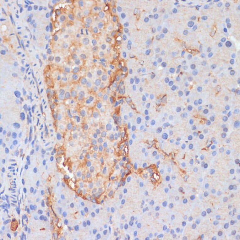 Immunohistochemistry - Anti-DLL1 Antibody (A91205) - Antibodies.com
