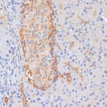 Immunohistochemistry - Anti-DLL1 Antibody (A91205) - Antibodies.com
