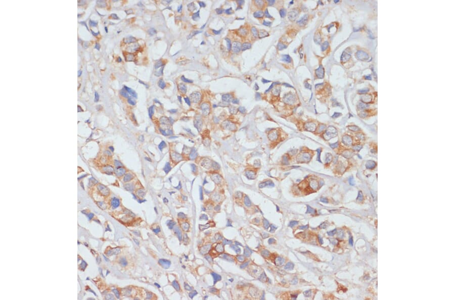 Immunohistochemistry - Anti-DLL1 Antibody (A91205) - Antibodies.com