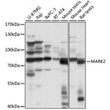 Western Blot - Anti-MARK2 Antibody (A91206) - Antibodies.com