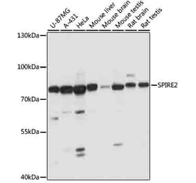 Western Blot - Anti-SPIRE2 Antibody (A91207) - Antibodies.com