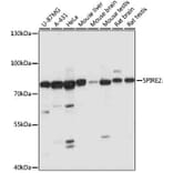 Western Blot - Anti-SPIRE2 Antibody (A91207) - Antibodies.com