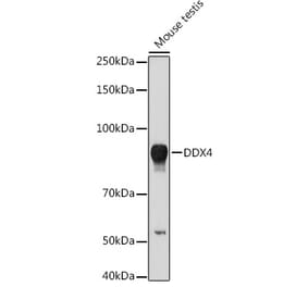 Western Blot - Anti-DDX4 / MVH Antibody (A91209) - Antibodies.com