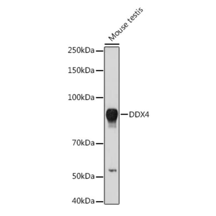 Western Blot - Anti-DDX4 / MVH Antibody (A91209) - Antibodies.com