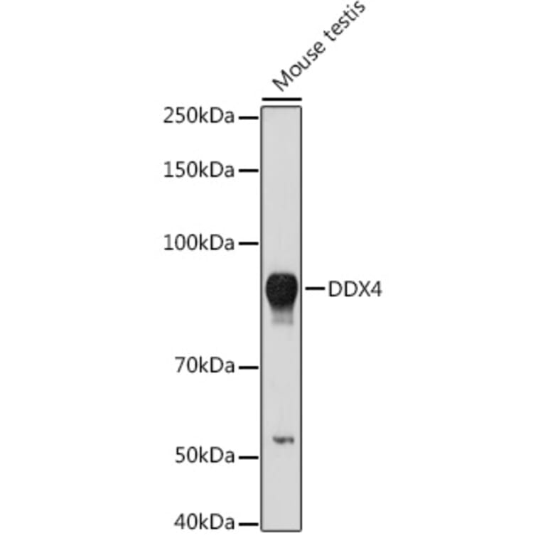 Western Blot - Anti-DDX4/MVH Antibody (A91209) - Antibodies.com