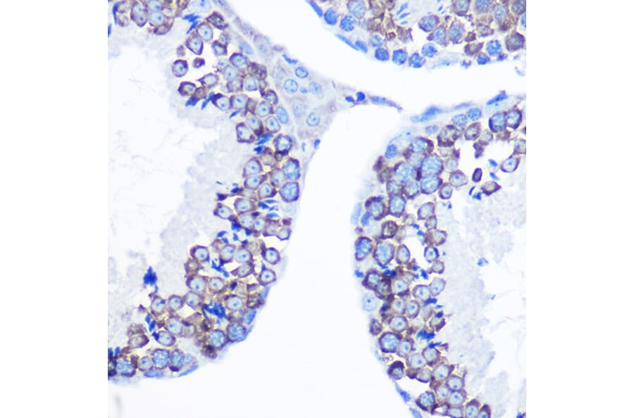 Immunohistochemistry - Anti-DDX4/MVH Antibody (A91209) - Antibodies.com