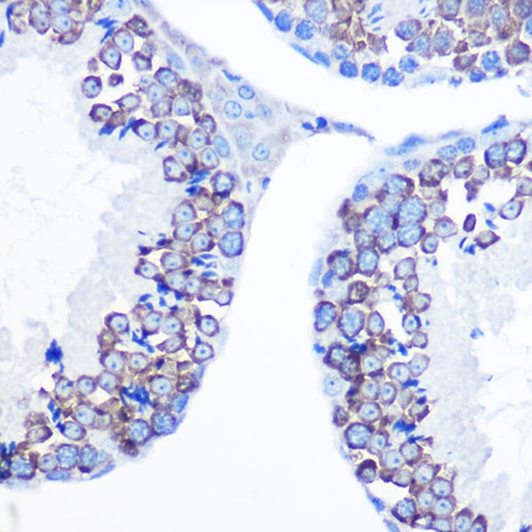 Immunohistochemistry - Anti-DDX4/MVH Antibody (A91209) - Antibodies.com