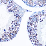 Immunohistochemistry - Anti-DDX4/MVH Antibody (A91209) - Antibodies.com