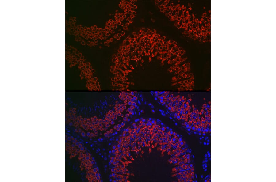Immunofluorescence - Anti-DDX4/MVH Antibody (A91209) - Antibodies.com