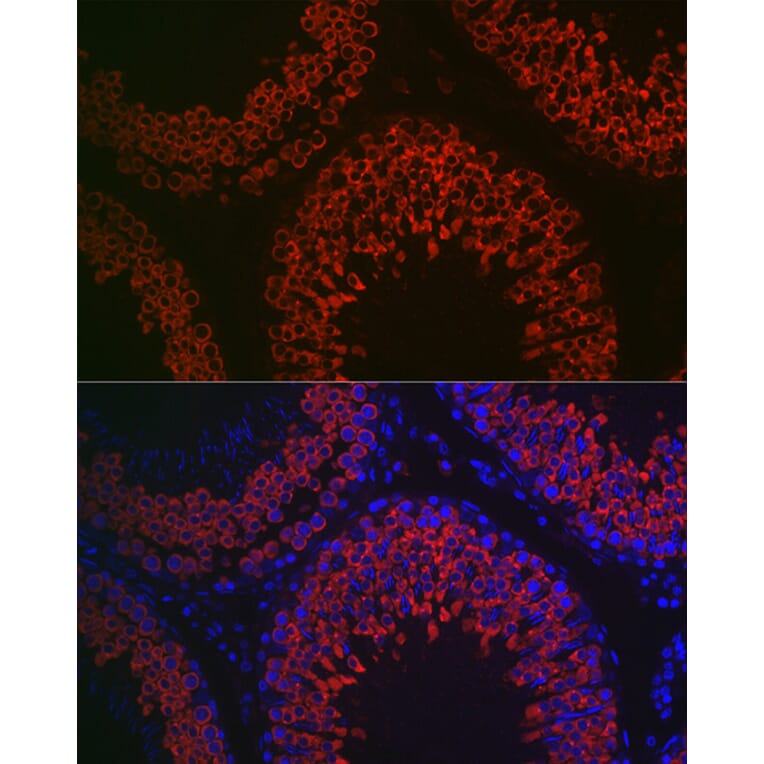 Immunofluorescence - Anti-DDX4/MVH Antibody (A91209) - Antibodies.com