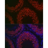 Immunofluorescence - Anti-DDX4/MVH Antibody (A91209) - Antibodies.com