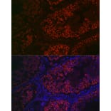 Immunofluorescence - Anti-DDX4/MVH Antibody (A91209) - Antibodies.com