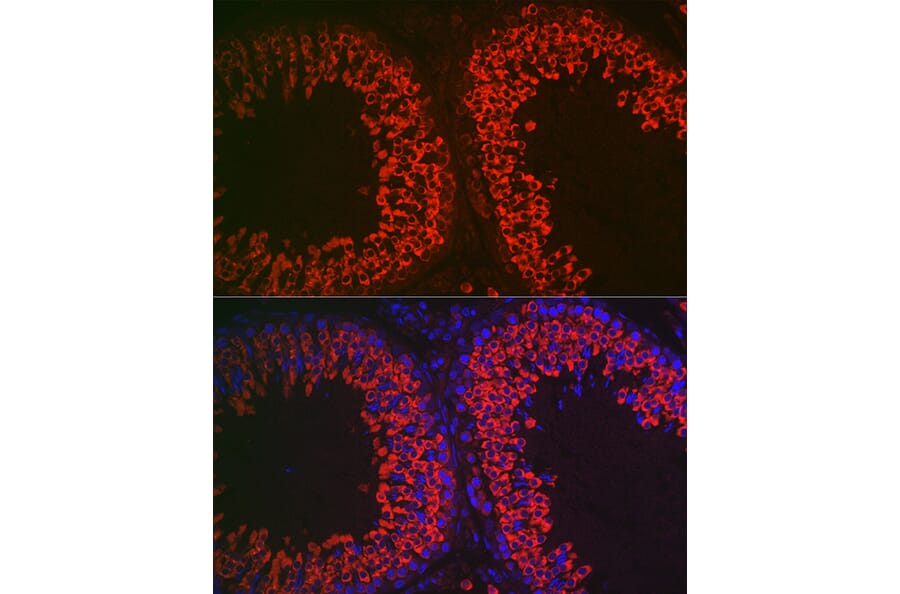 Immunofluorescence - Anti-DDX4/MVH Antibody (A91209) - Antibodies.com