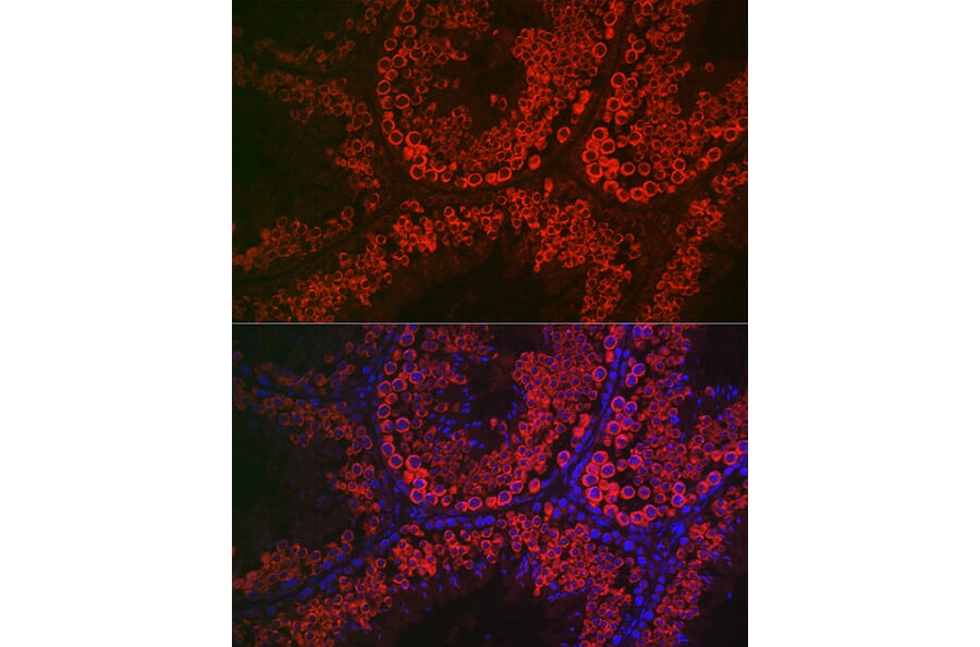 Immunofluorescence - Anti-DDX4/MVH Antibody (A91209) - Antibodies.com