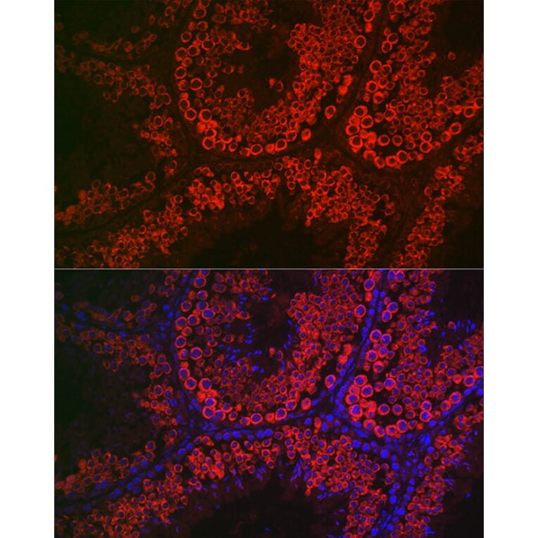 Immunofluorescence - Anti-DDX4/MVH Antibody (A91209) - Antibodies.com