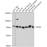 Western Blot - Anti-Calpain 9 Antibody (A91210) - Antibodies.com