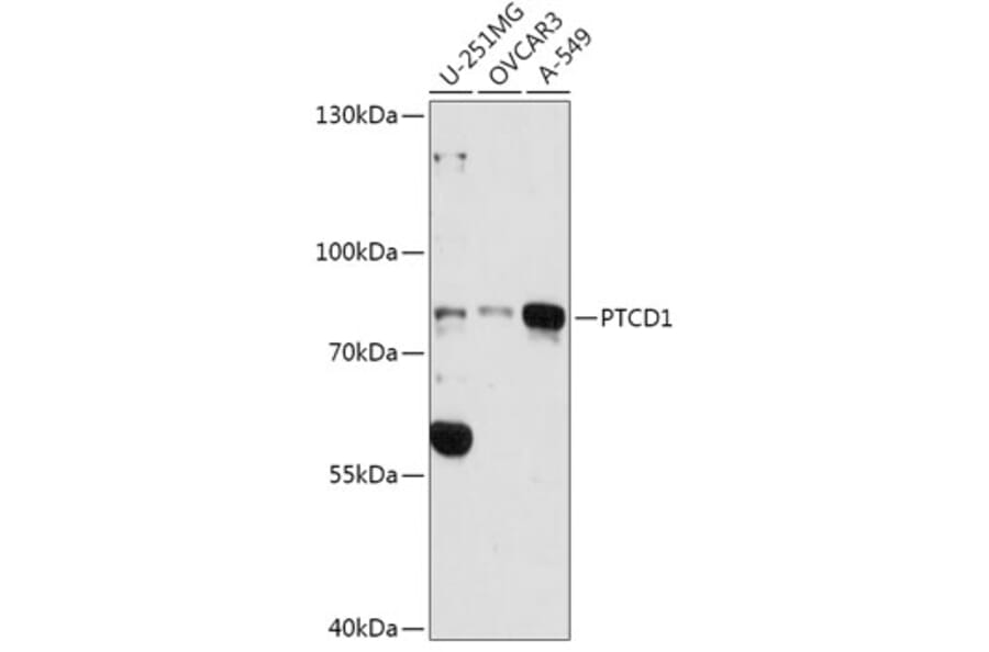 Western Blot - Anti-PTCD1 Antibody (A91211) - Antibodies.com