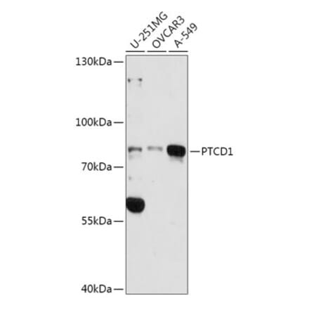 Western Blot - Anti-PTCD1 Antibody (A91211) - Antibodies.com