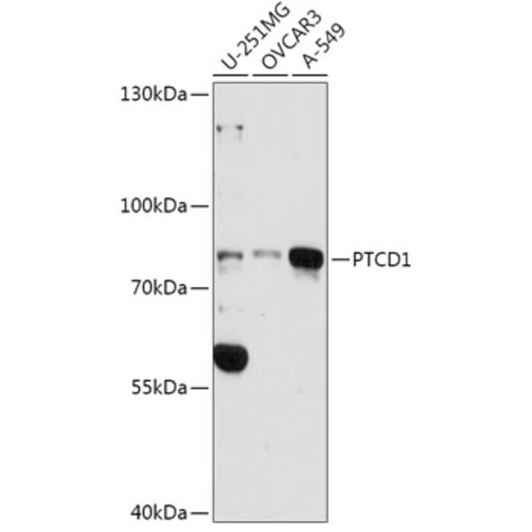Western Blot - Anti-PTCD1 Antibody (A91211) - Antibodies.com