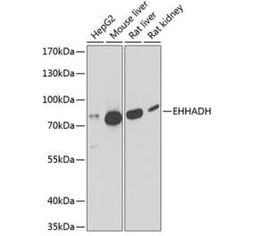 Western Blot - Anti-EHHADH Antibody (A91212) - Antibodies.com