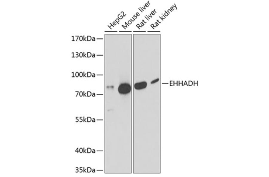 Western Blot - Anti-EHHADH Antibody (A91212) - Antibodies.com