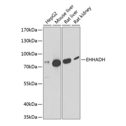 Western Blot - Anti-EHHADH Antibody (A91212) - Antibodies.com