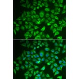 Immunofluorescence - Anti-EHHADH Antibody (A91212) - Antibodies.com