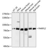 Western Blot - Anti-PARP12 Antibody (A91213) - Antibodies.com