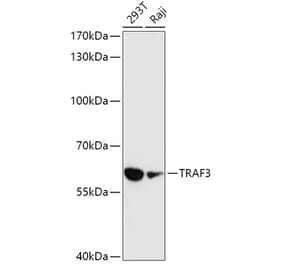 Western Blot - Anti-TRAF3 Antibody (A91215) - Antibodies.com