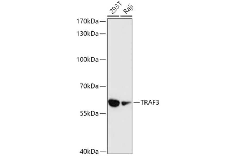 Western Blot - Anti-TRAF3 Antibody (A91215) - Antibodies.com