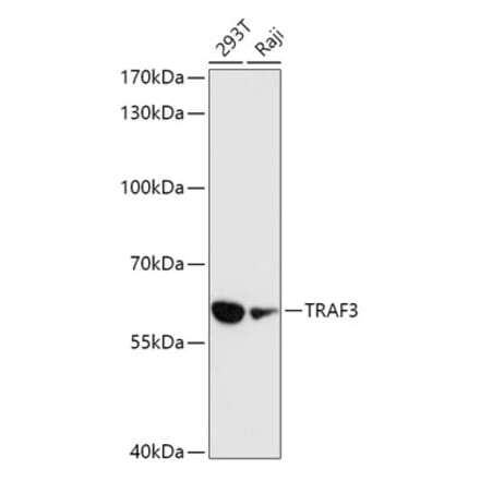 Western Blot - Anti-TRAF3 Antibody (A91215) - Antibodies.com