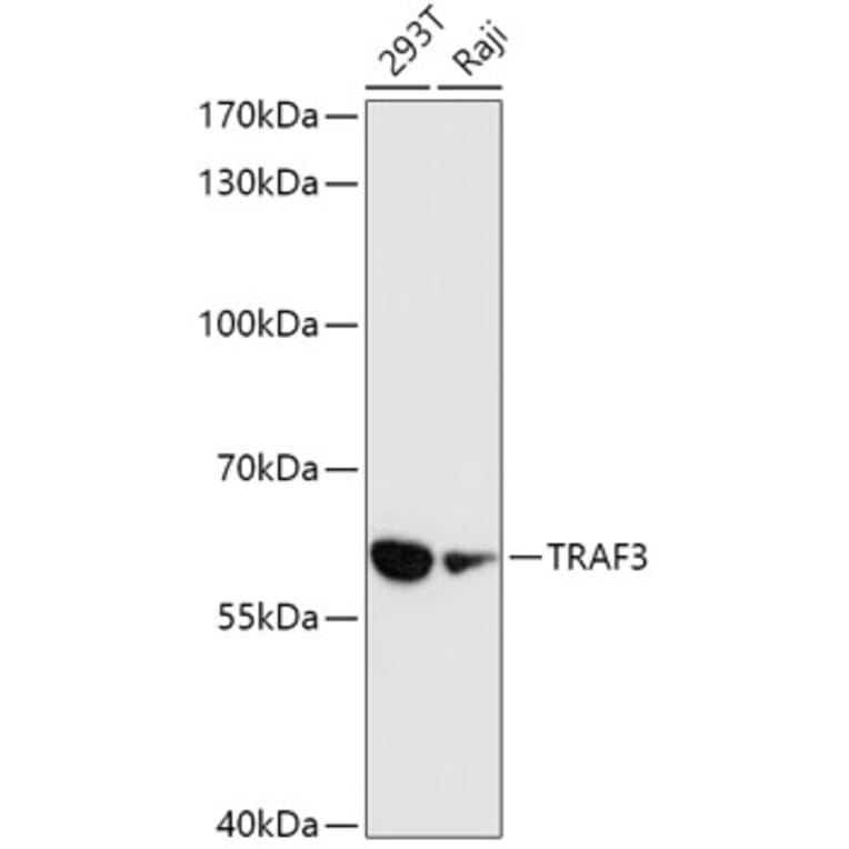 Western Blot - Anti-TRAF3 Antibody (A91215) - Antibodies.com