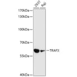 Western Blot - Anti-TRAF3 Antibody (A91215) - Antibodies.com