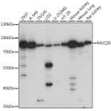 Western Blot - Anti-MUC20 Antibody (A91216) - Antibodies.com