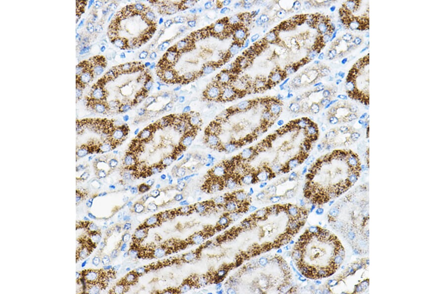 Immunohistochemistry - Anti-Alkaline Phosphatase, Tissue Non-Specific Antibody (A91218) - Antibodies.com