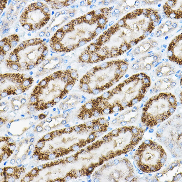 Immunohistochemistry - Anti-Alkaline Phosphatase, Tissue Non-Specific Antibody (A91218) - Antibodies.com