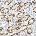 Immunohistochemistry - Anti-Alkaline Phosphatase, Tissue Non-Specific Antibody (A91218) - Antibodies.com