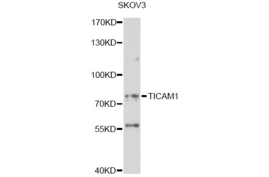 Western Blot - Anti-TICAM1 Antibody (A14162) - Antibodies.com