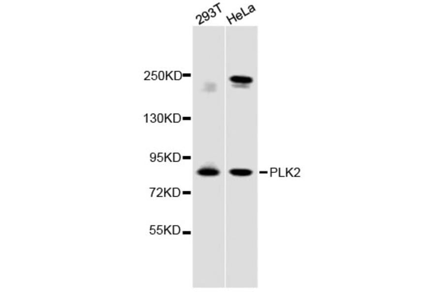 Western Blot - Anti-PLK2 Antibody (A12791) - Antibodies.com