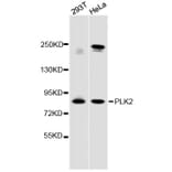 Western Blot - Anti-PLK2 Antibody (A12791) - Antibodies.com