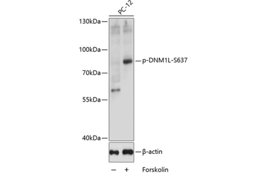 Western Blot - Anti-DNM1L (phospho S637) Antibody (AP0812) - Antibodies.com
