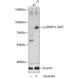 Western Blot - Anti-DNM1L (phospho S637) Antibody (AP0812) - Antibodies.com