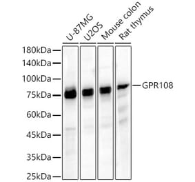 Western Blot - Anti-GPR108 Antibody (A91226) - Antibodies.com