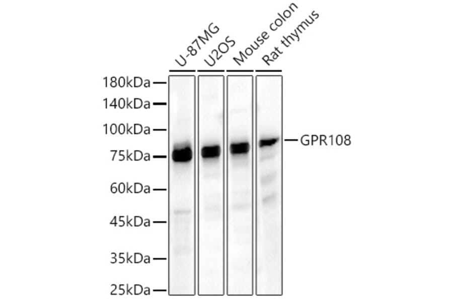 Western Blot - Anti-GPR108 Antibody (A91226) - Antibodies.com